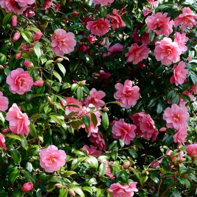 Image showing  1 gal. Camellia Sasanqua Susy Durr