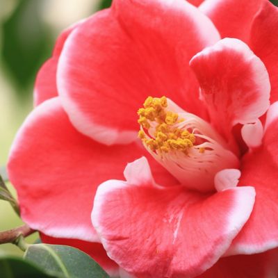 Image showing  3 gal. Camellia Japonica Sadaharu Oh