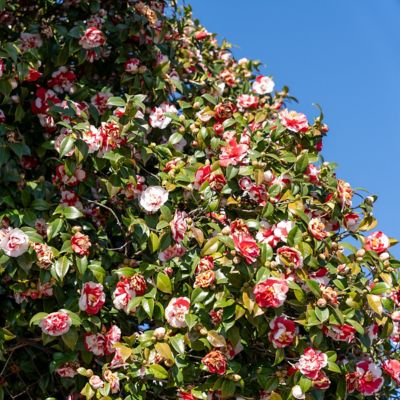 Image showing  3 gal. Camellia Japonica Sadaharu Oh