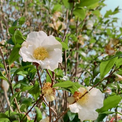 Image showing  1 gal. Camellia Sasanqua Daydream Believer