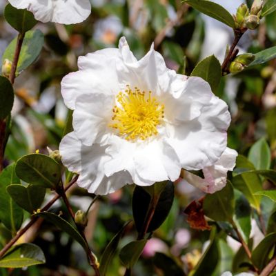 Image showing 5 th National Plant Network 1 gal. Camellia Sasanqua Daydream Believer