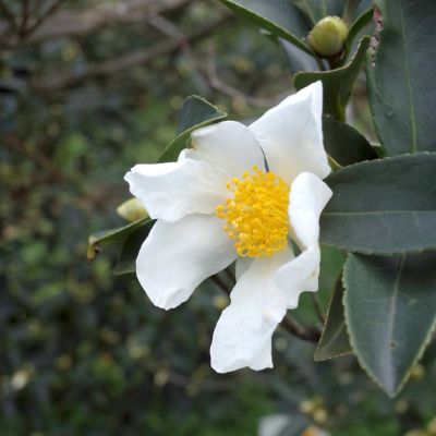 Image showing 7 th National Plant Network 1 gal. Camellia Sasanqua Daydream Believer