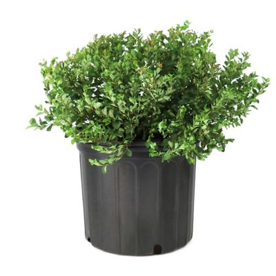 National Plant Network 3 gal. Spirea Little Princess