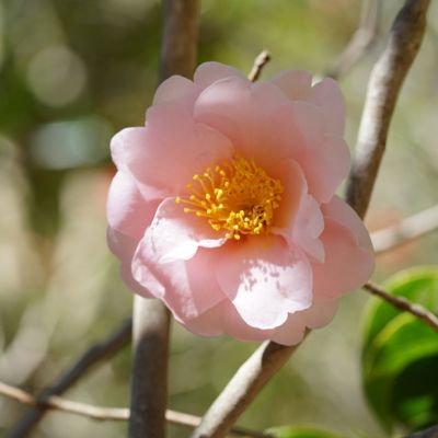 Image showing  1 gal. Camellia Japonica Moonllight Bay