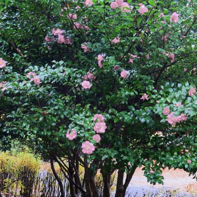 Image showing  1 gal. Camellia Japonica Moonllight Bay