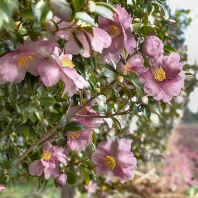 Image showing  1 gal. Camellia Japonica Moonllight Bay