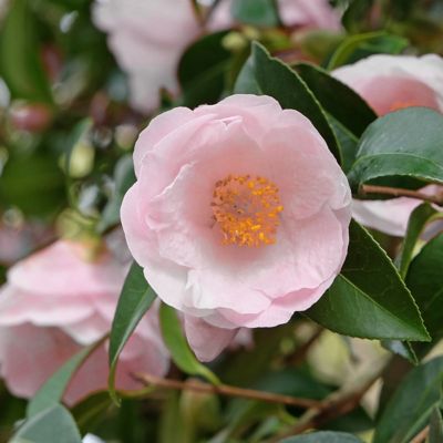 Image showing  1 gal. Camellia Japonica Moonllight Bay