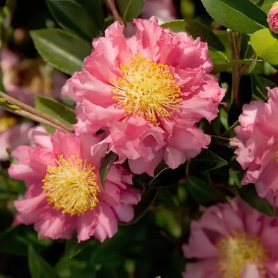 Image showing  1 gal. Camellia Sasanqua October Magic Carpet
