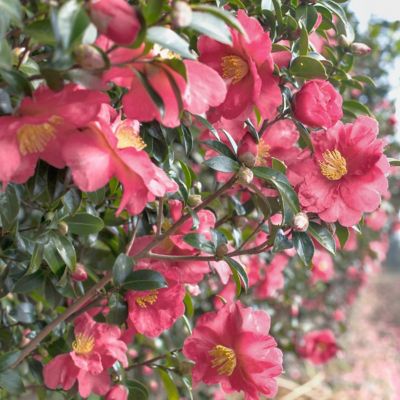 Image showing  1 gal. Camellia Sasanqua October Magic Carpet