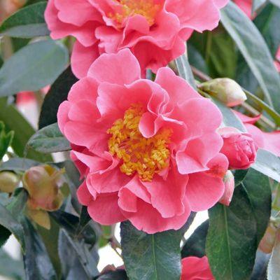 Image showing  1 gal. Camellia Sasanqua October Magic Carpet