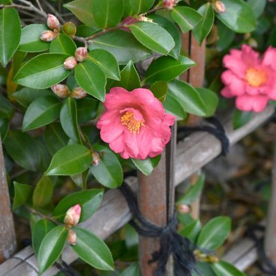 Image showing  1 gal. Camellia Sasanqua October Magic Carpet
