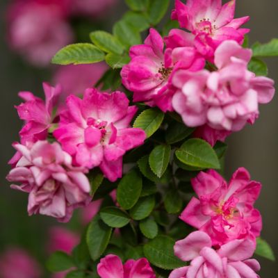 Image showing  3 gal. Rose Peggy Martin