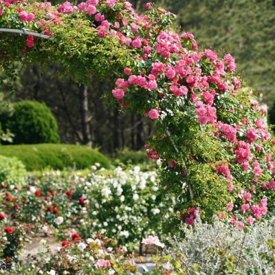 Image showing  3 gal. Rose Peggy Martin