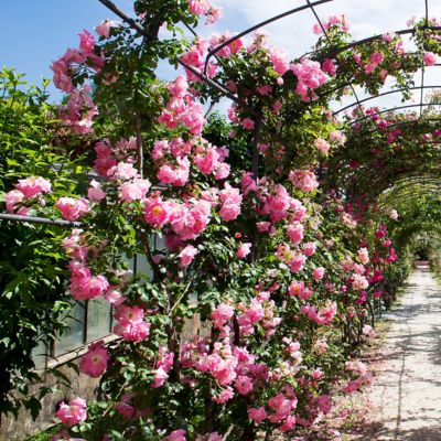 Image showing  3 gal. Rose Peggy Martin