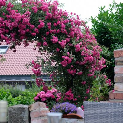 Image showing  3 gal. Rose Peggy Martin