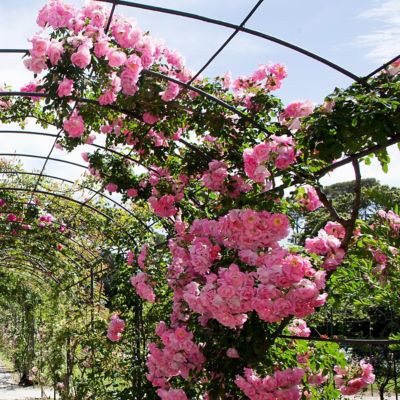 Image showing 6 th National Plant Network 3 gal. Rose Peggy Martin