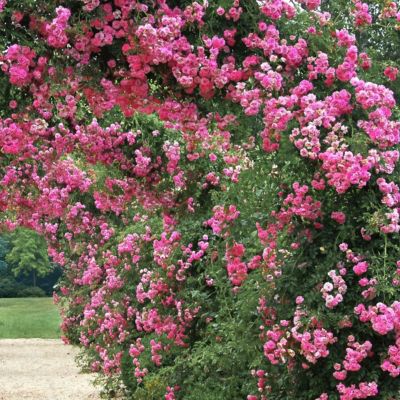 Image showing 7 th National Plant Network 3 gal. Rose Peggy Martin