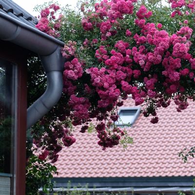 Image showing 8 th National Plant Network 3 gal. Rose Peggy Martin