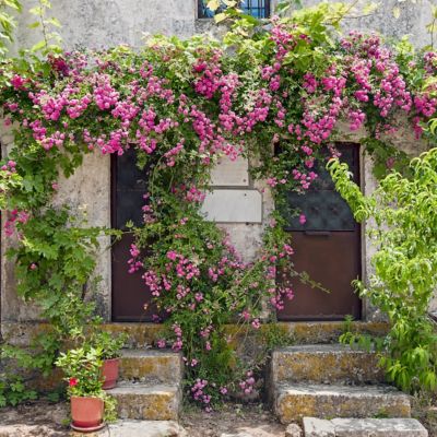 Image showing 9 th National Plant Network 3 gal. Rose Peggy Martin