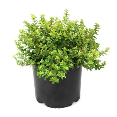 National Plant Network 3 gal. Spirea Goldmound