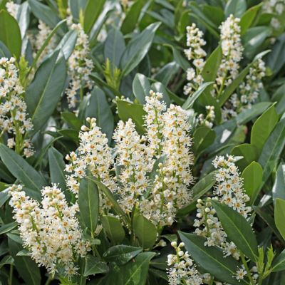 Image showing  1 gal. Cherry Laurel Bright 'N Tight