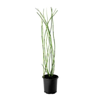 National Plant Network 1 gal. Equisetum Horse Tail