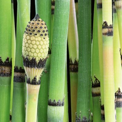 Image showing  1 gal. Equisetum Horse Tail