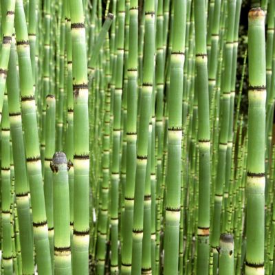Image showing  1 gal. Equisetum Horse Tail