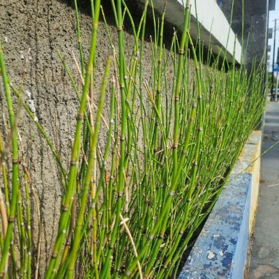 Image showing  1 gal. Equisetum Horse Tail