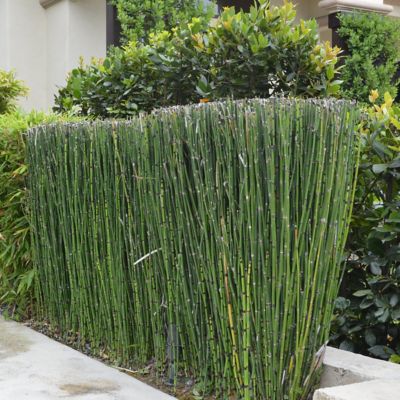 Image showing  1 gal. Equisetum Horse Tail