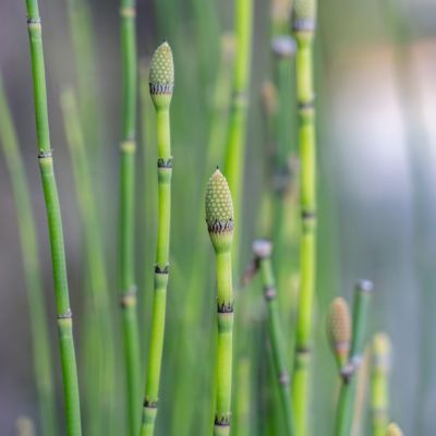 Image showing 5 th National Plant Network 1 gal. Equisetum Horse Tail