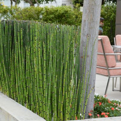 Image showing 6 th National Plant Network 1 gal. Equisetum Horse Tail