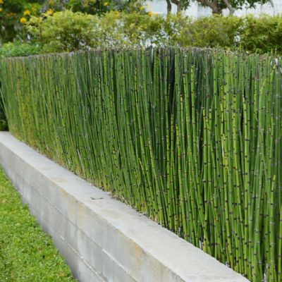 Image showing 8 th National Plant Network 1 gal. Equisetum Horse Tail
