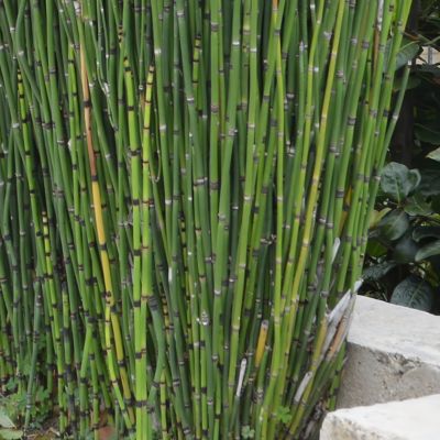 Image showing 9 th National Plant Network 1 gal. Equisetum Horse Tail