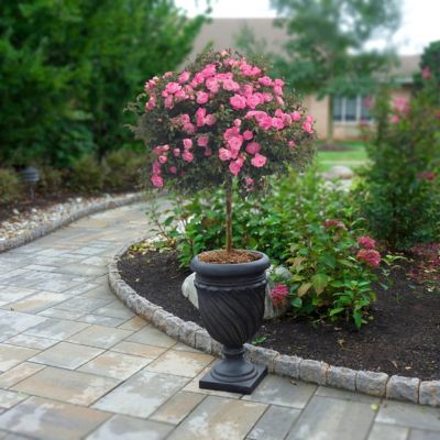 Image showing  3 gal. Rose Pink Mini Flora Tree