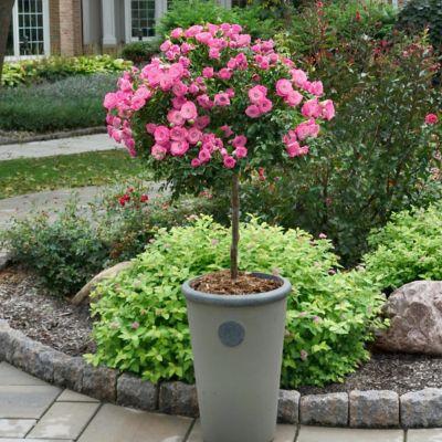 Image showing  3 gal. Rose Pink Mini Flora Tree
