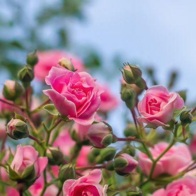 Image showing  3 gal. Rose Pink Mini Flora Tree