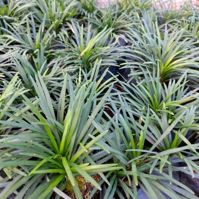 Image showing  1 gal. Grass Mondo