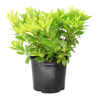 National Plant Network 3 gal. Illicium Florida Sunshine
