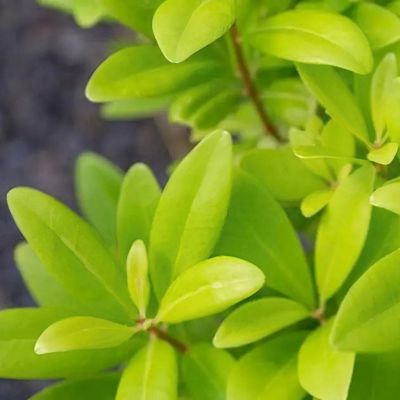 Image showing  3 gal. Illicium Florida Sunshine