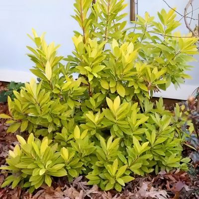 Image showing  3 gal. Illicium Florida Sunshine