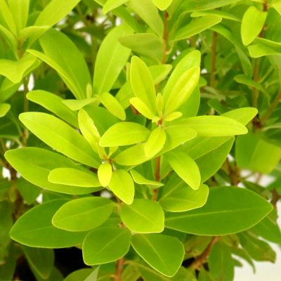 Image showing  3 gal. Illicium Florida Sunshine