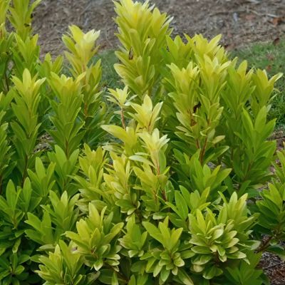Image showing  3 gal. Illicium Florida Sunshine