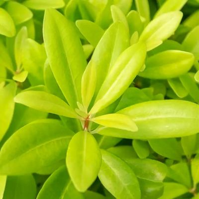 Image showing 5 th National Plant Network 3 gal. Illicium Florida Sunshine