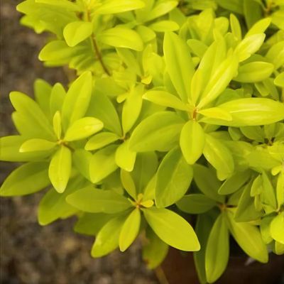 Image showing 6 th National Plant Network 3 gal. Illicium Florida Sunshine