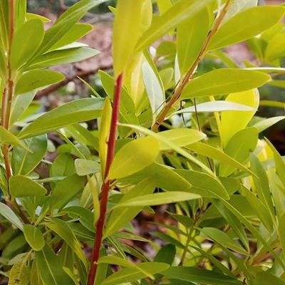 Image showing 7 th National Plant Network 3 gal. Illicium Florida Sunshine