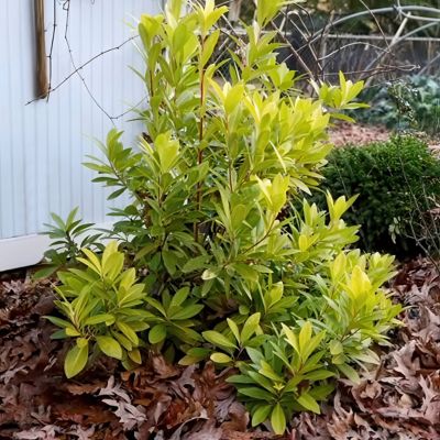 Image showing 8 th National Plant Network 3 gal. Illicium Florida Sunshine