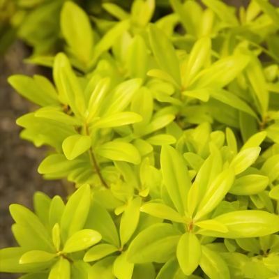 Image showing 9 th National Plant Network 3 gal. Illicium Florida Sunshine