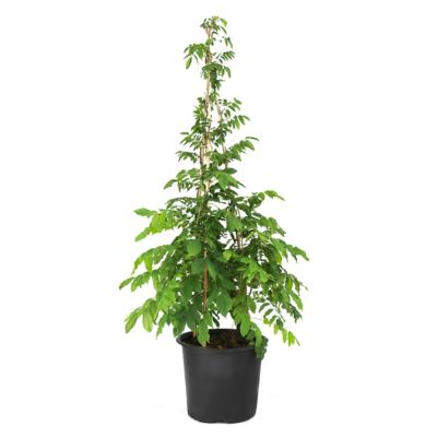 National Plant Network 3 gal. Wisteria Lavender Falls