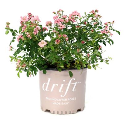 National Plant Network 3 gal. Rose Blushing Drift